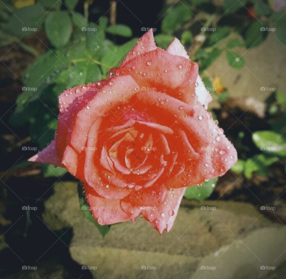 Rose Dew