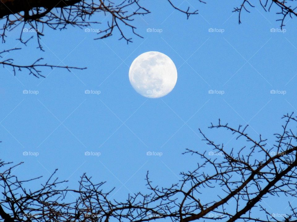 moon framed by branches