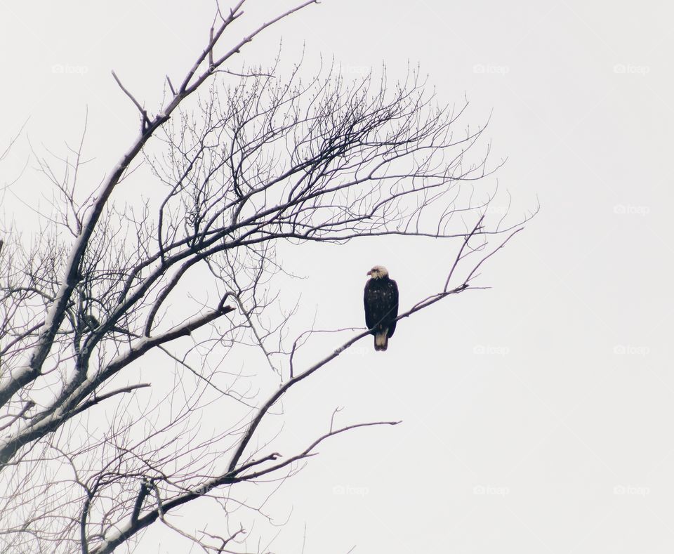 the Bald Eagle,  tree and winter