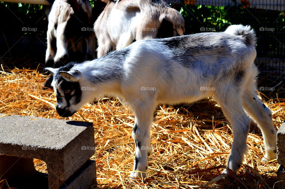 Baby Goats