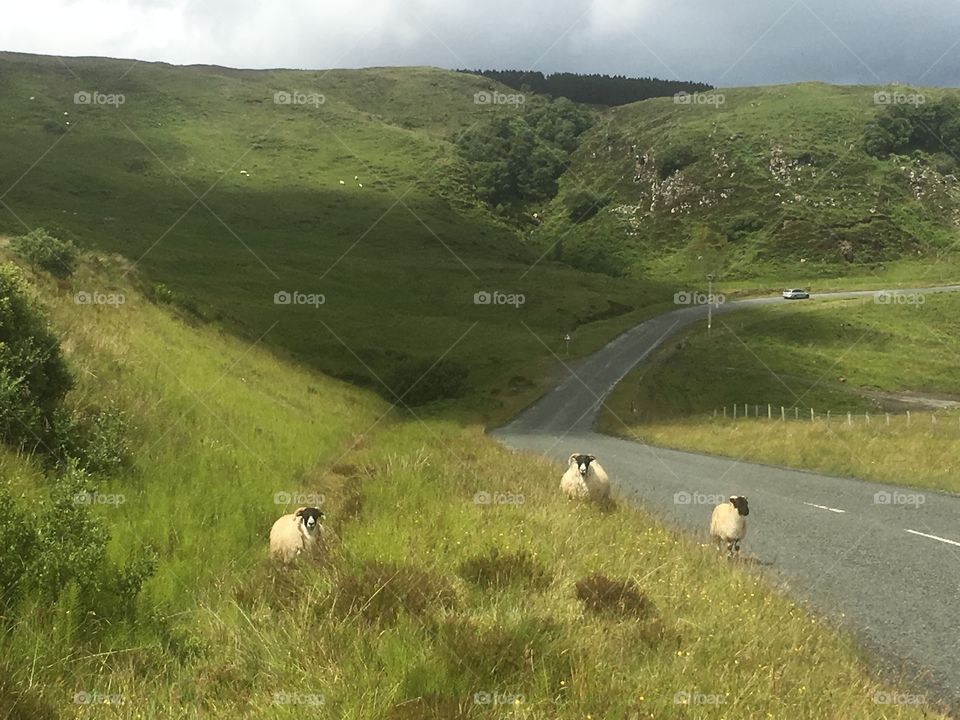 Sheep, Landscape, Grass, No Person, Agriculture