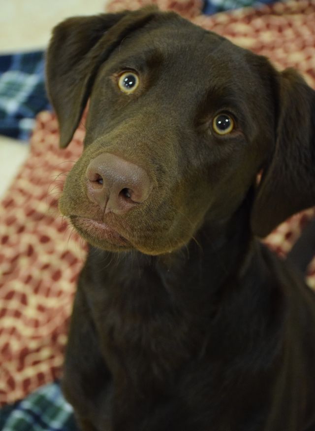 Puppytime