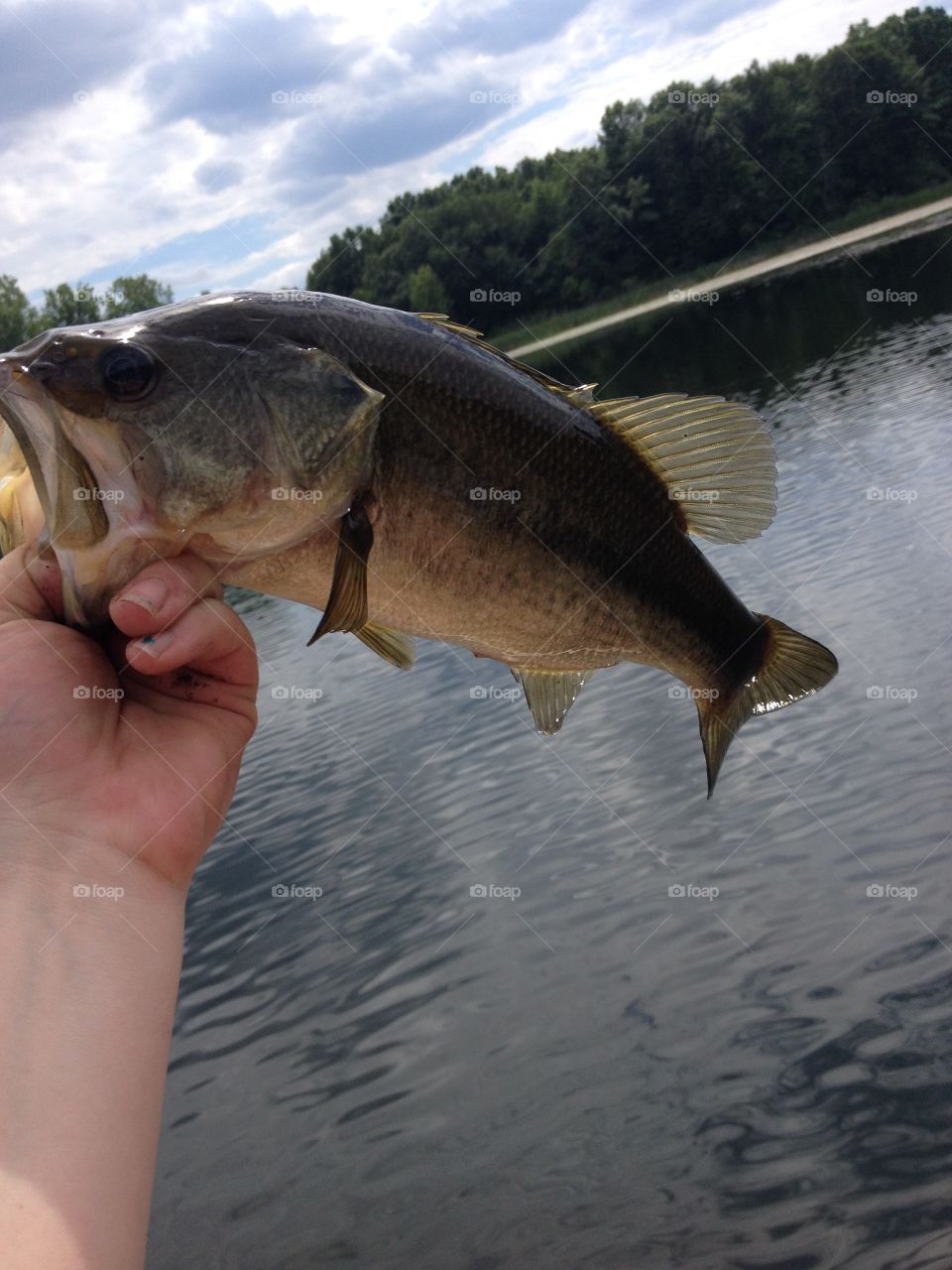 Michigan Bass