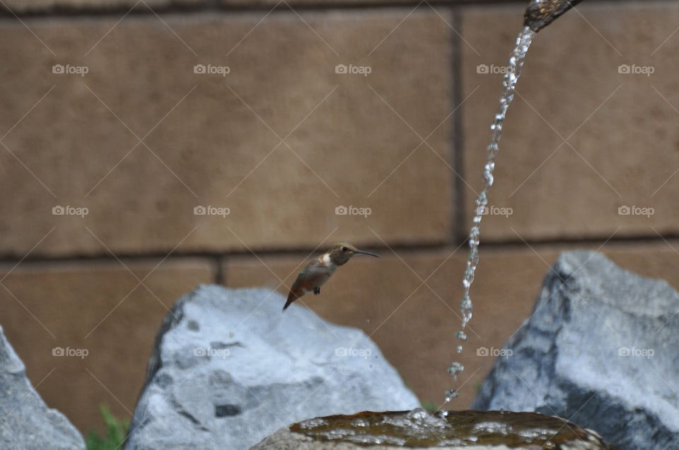 Bathing hummingbird