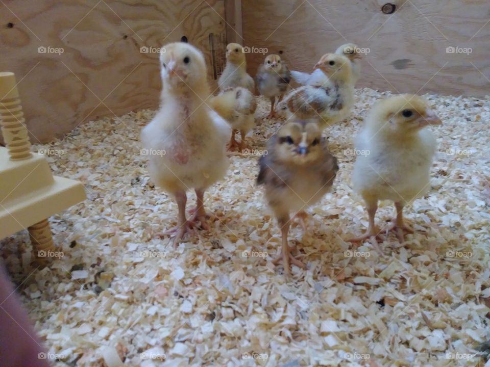 curious baby chicks