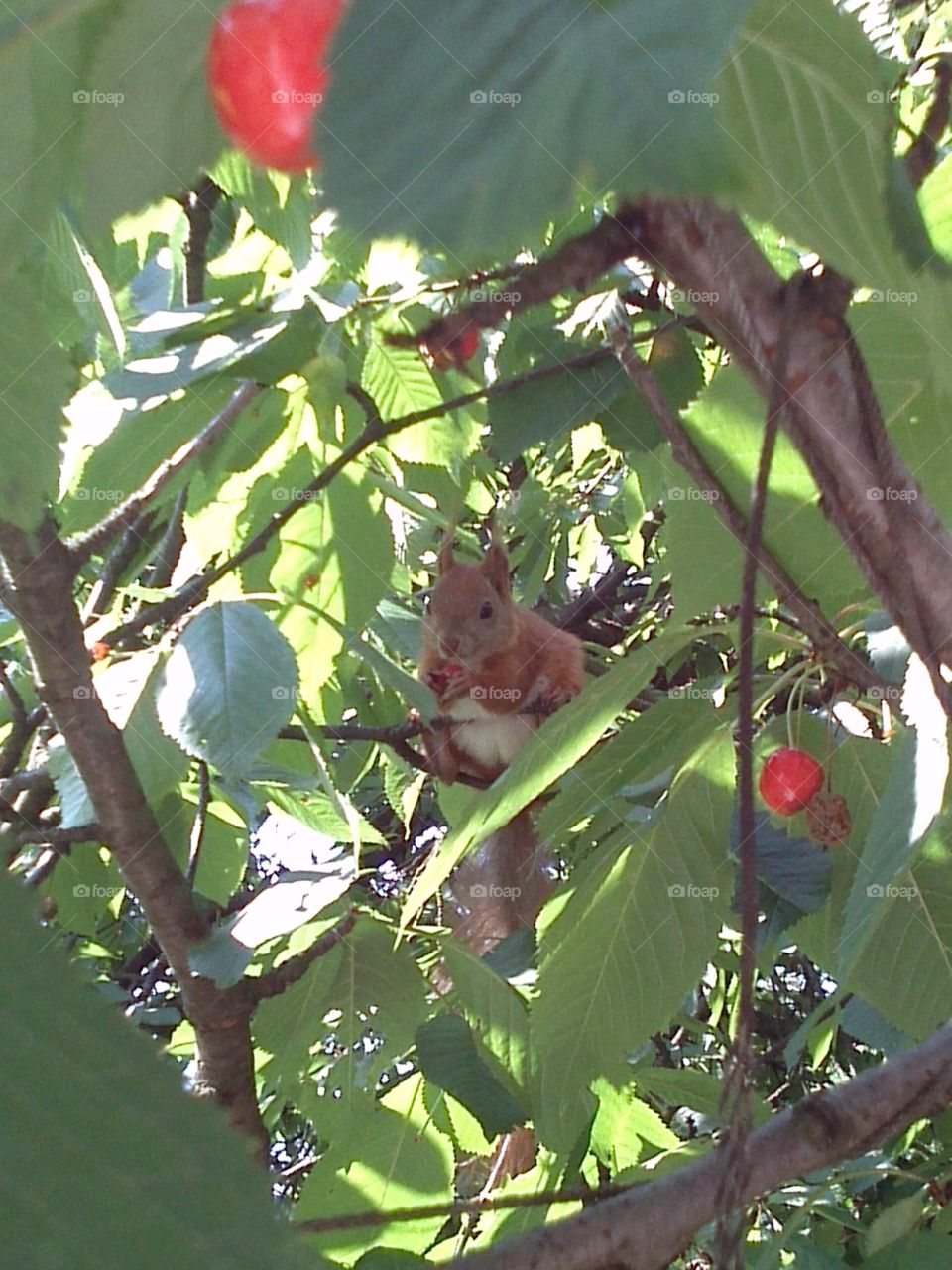 Squirrel having a cherry