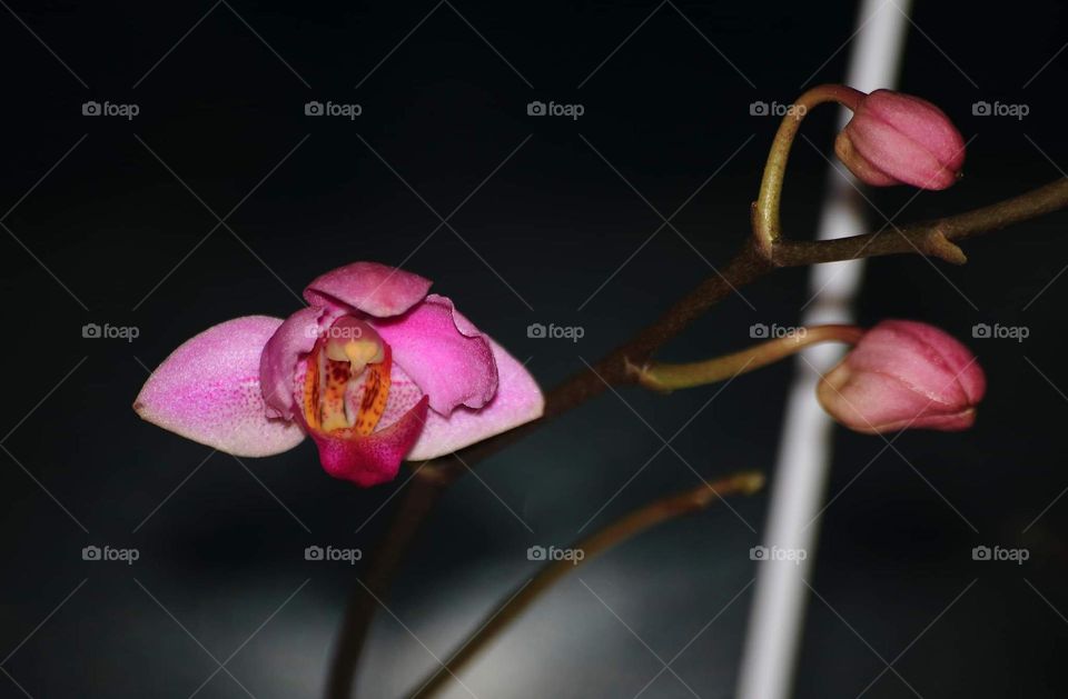 Bloosom one flower from the many stem ready at the orchids. Cultivates orchid at the pots for the yard. Beauty colouring pink to wait completed bloosom for all .