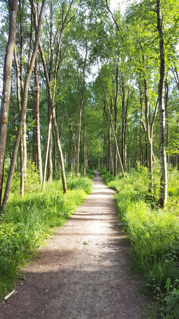 Hiking trail in the forest in the summer 
