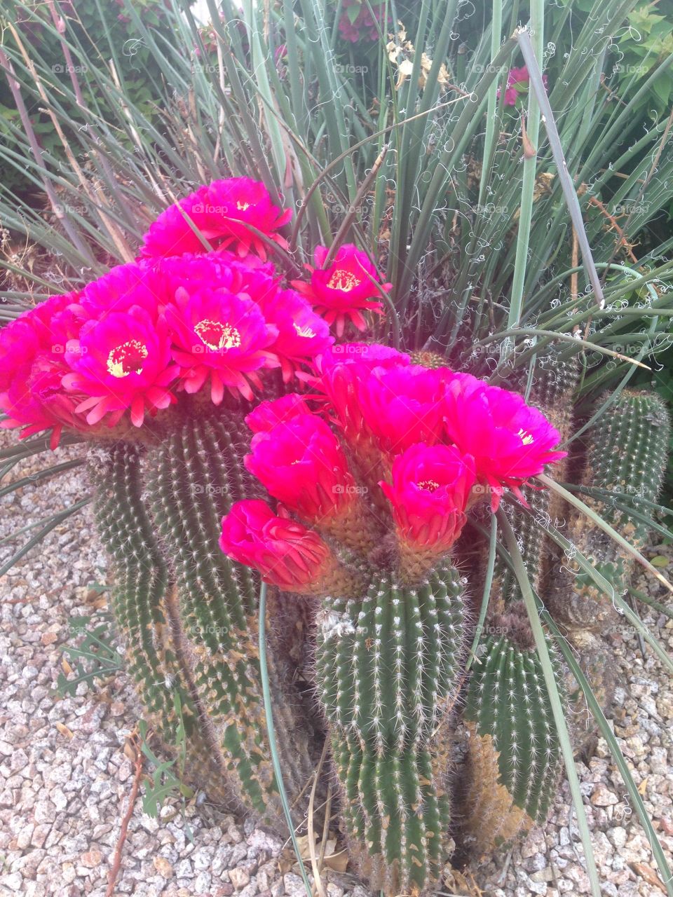 Hedgehog cactus blooms