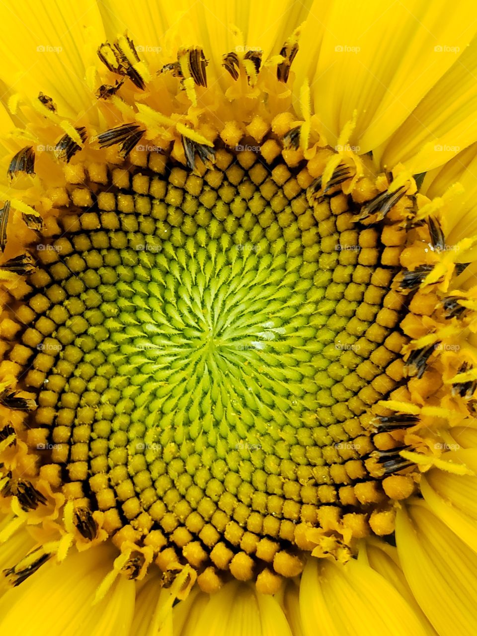 Spiral design on my sunflowers
