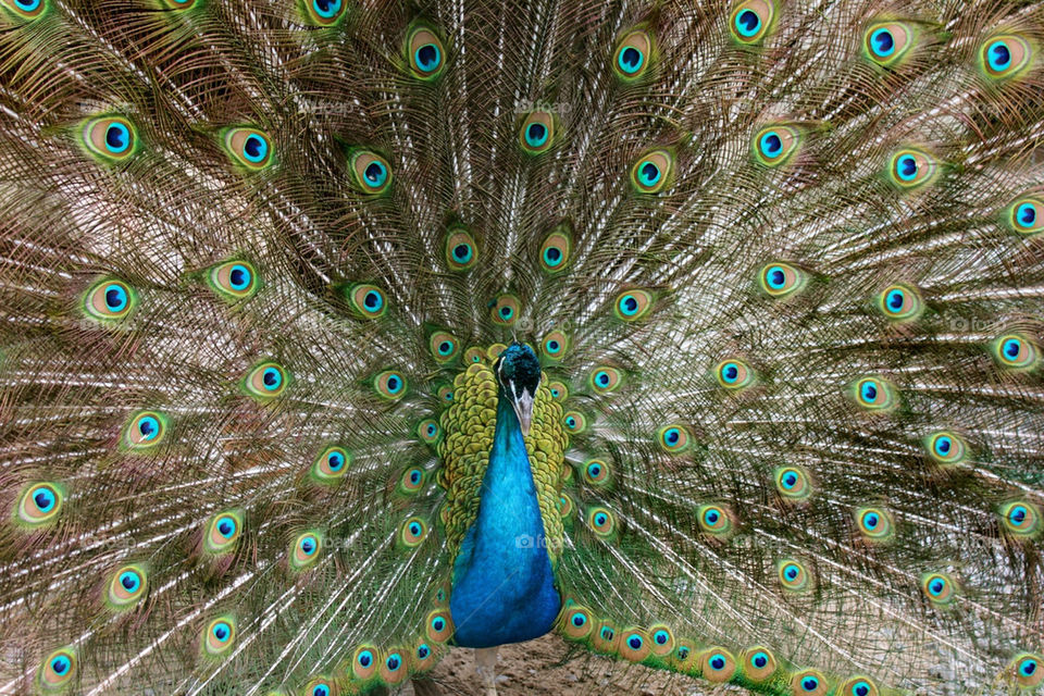 Peacock 