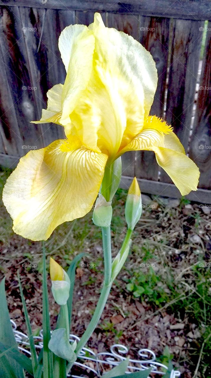 Yellow daffodil, flora
Yellow Iris, flora