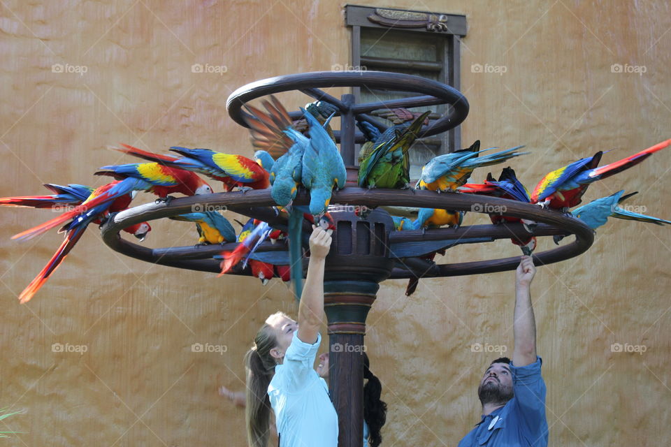 Is it dinner time?. Disney workers feeding macaws