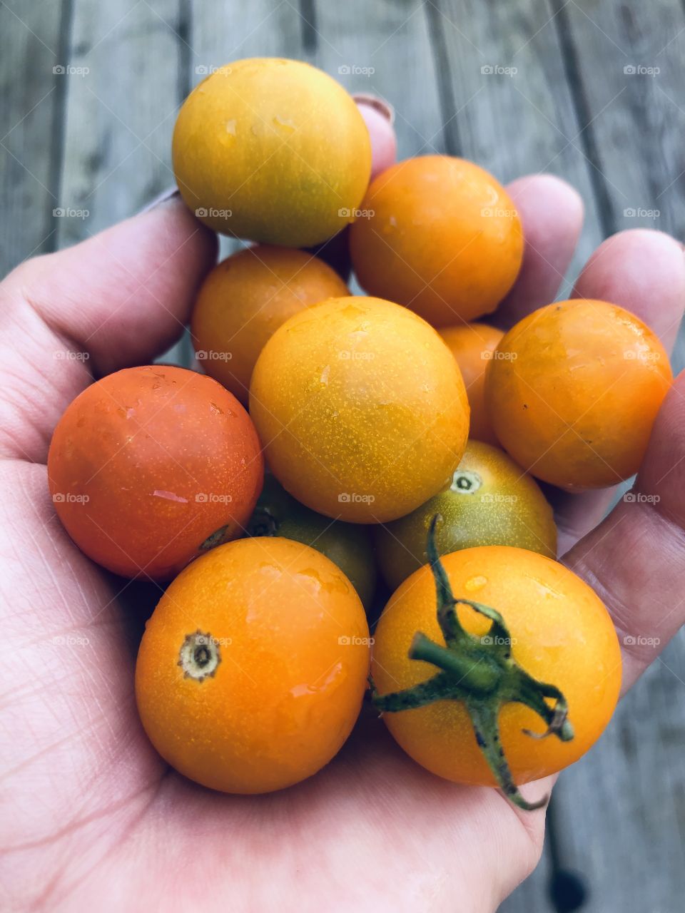 Fresh picked cherry tomatoes 