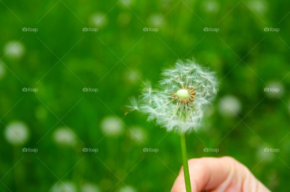 Dandelion