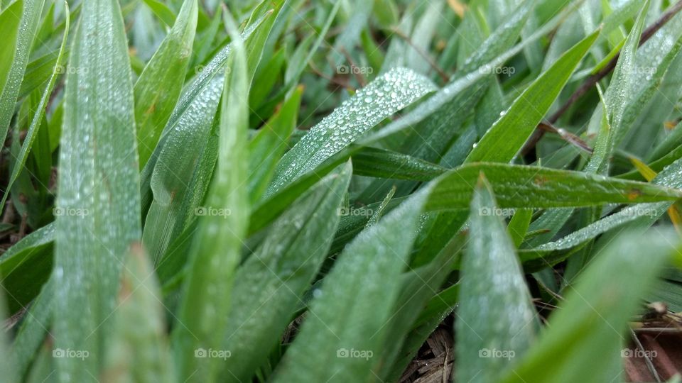 Green color history