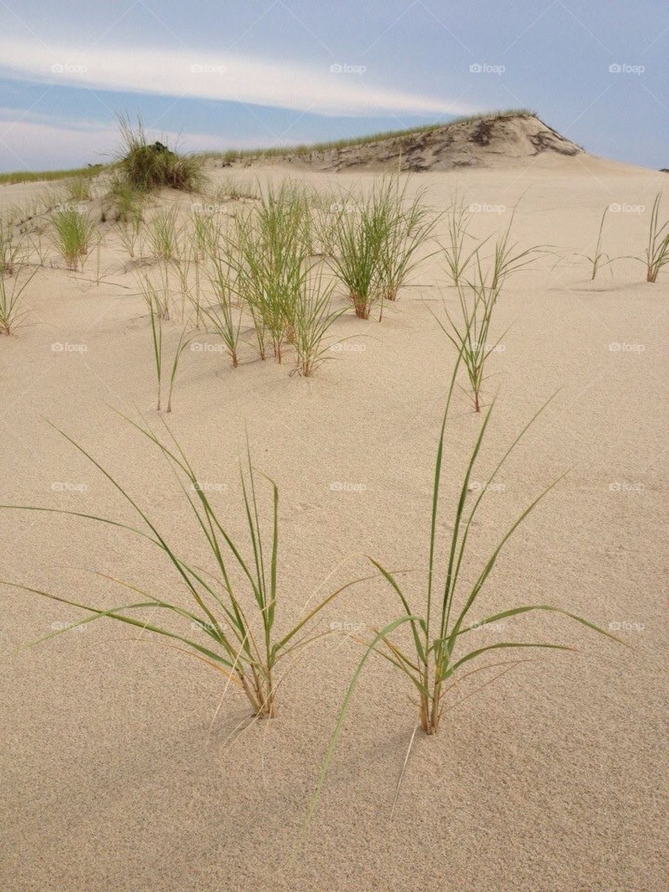 Grass and sand dunes