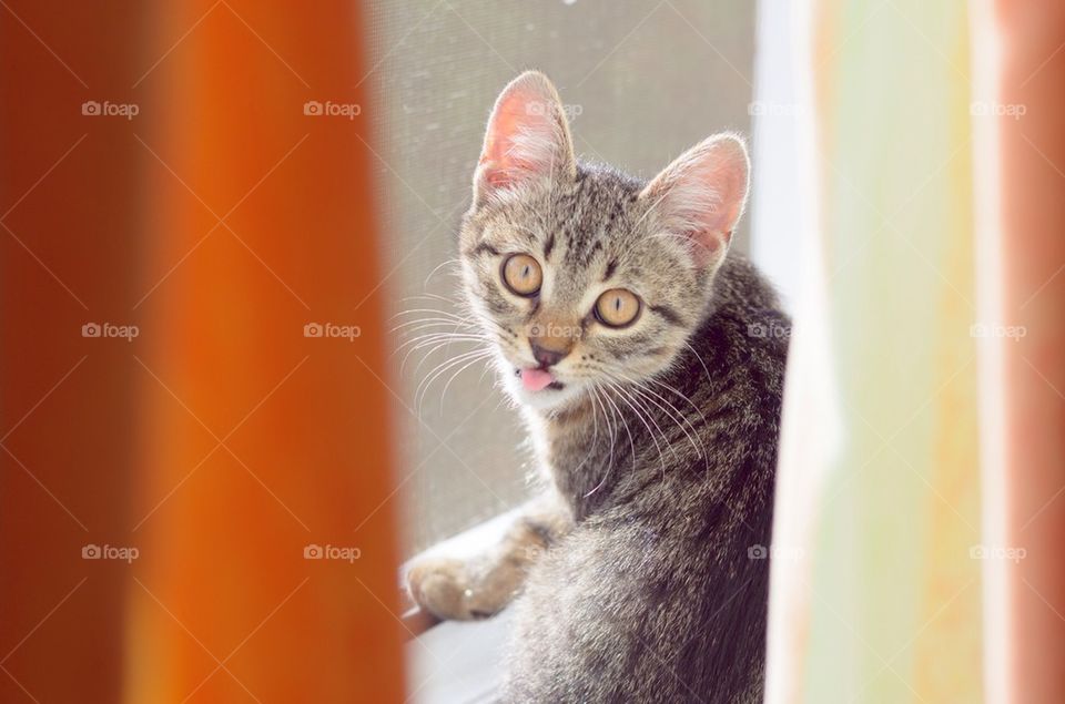 Kitten in window with tongue out