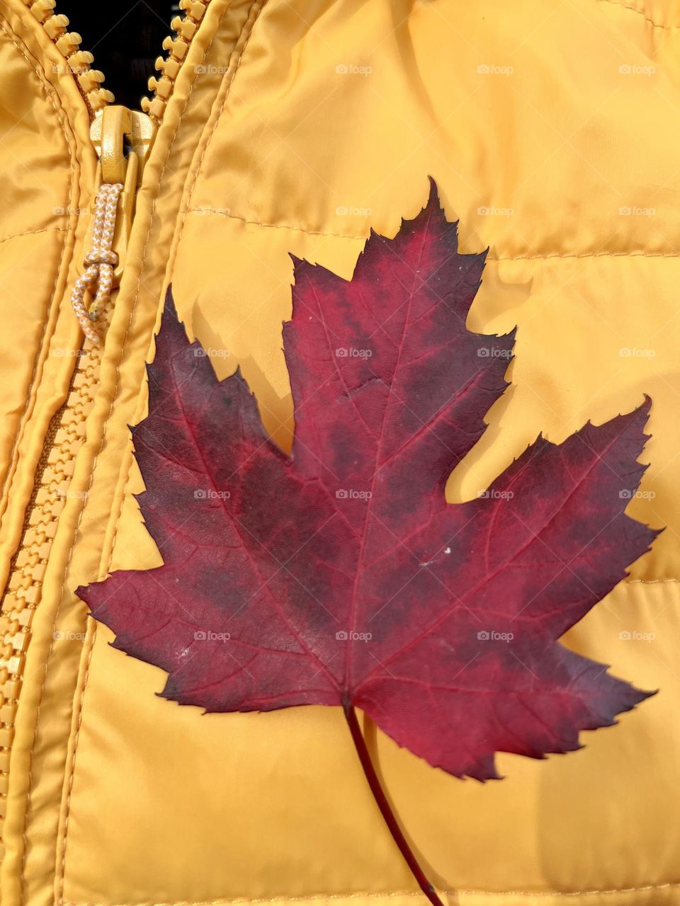 Red leave on yellow jacket 