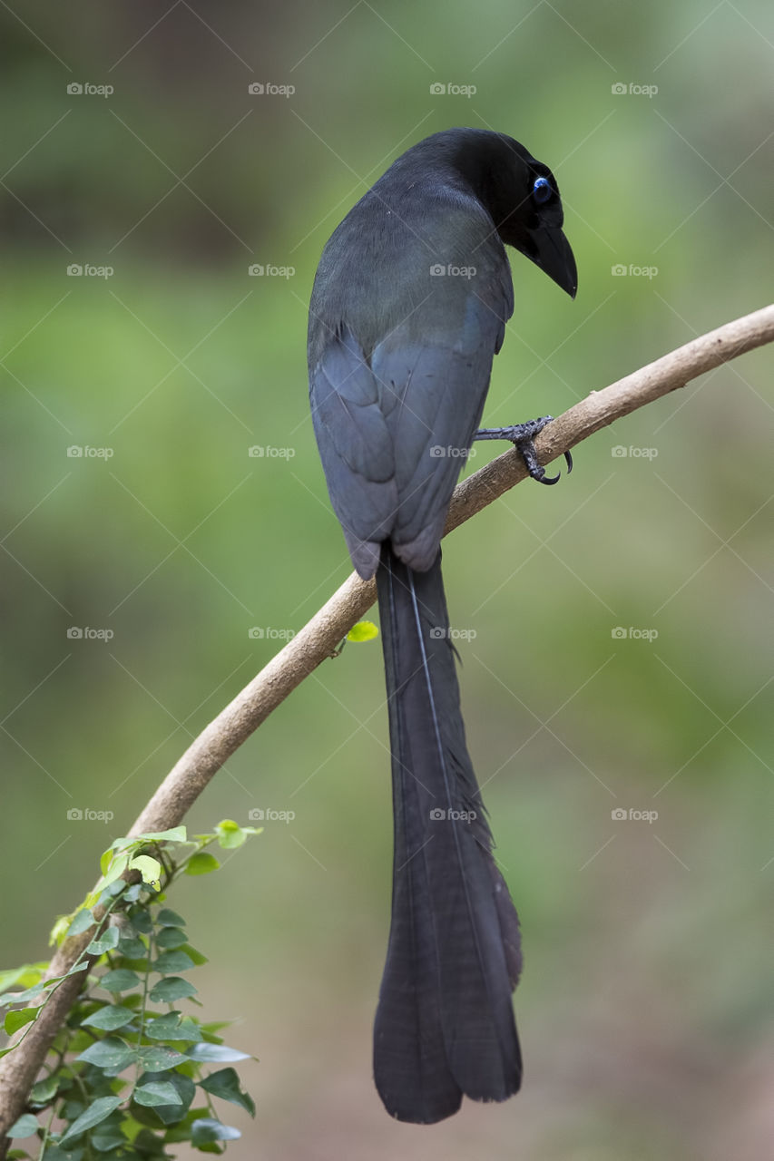 Racket-tailed Treepie