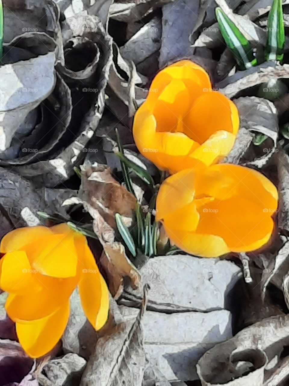 close-up of yellow crocuses peeking out from under the leaves