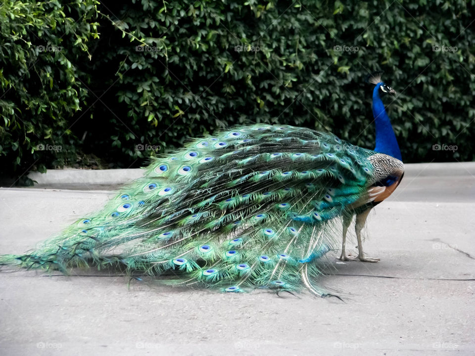Beautiful peacock