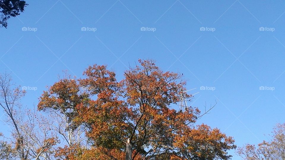 Tree, No Person, Landscape, Leaf, Fall