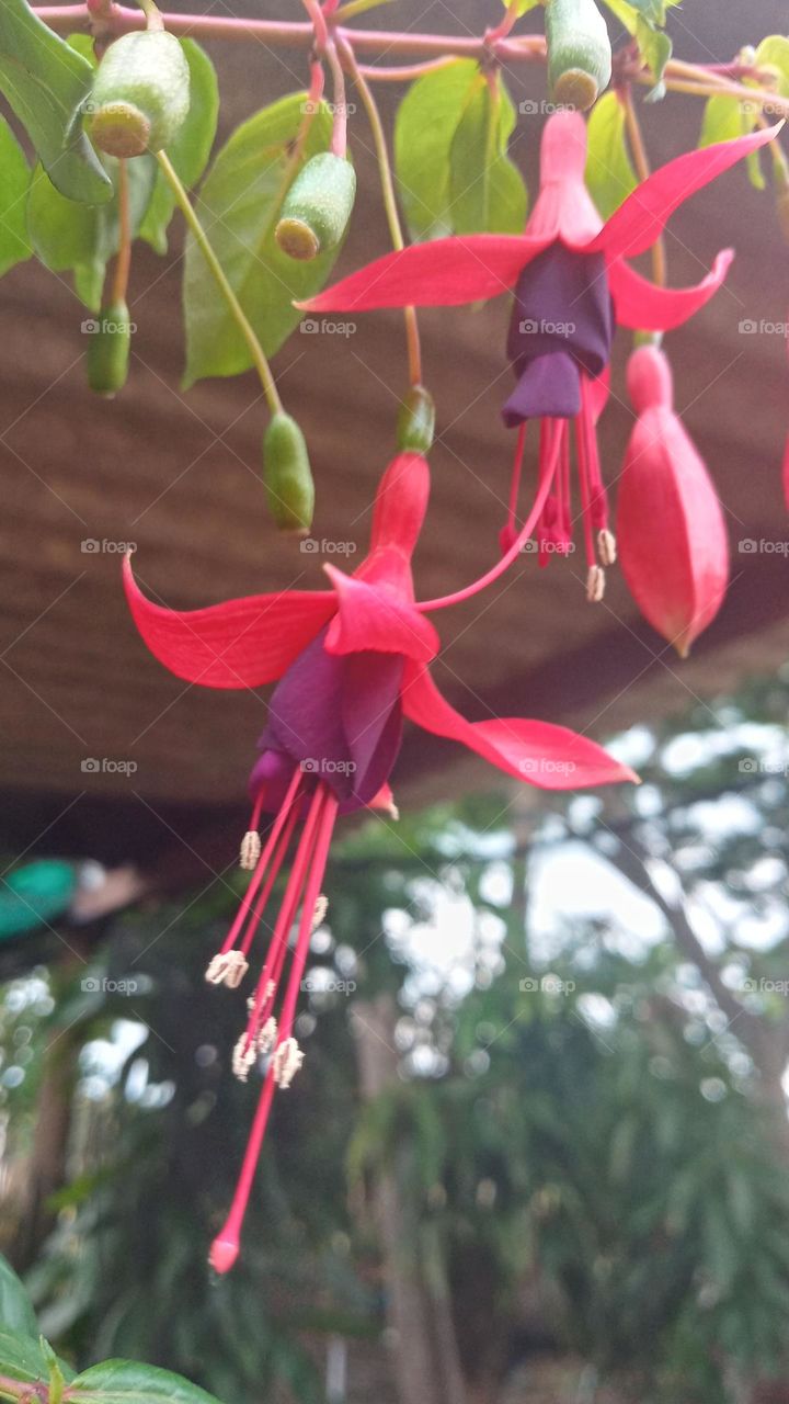 linda planta brinco de princesa