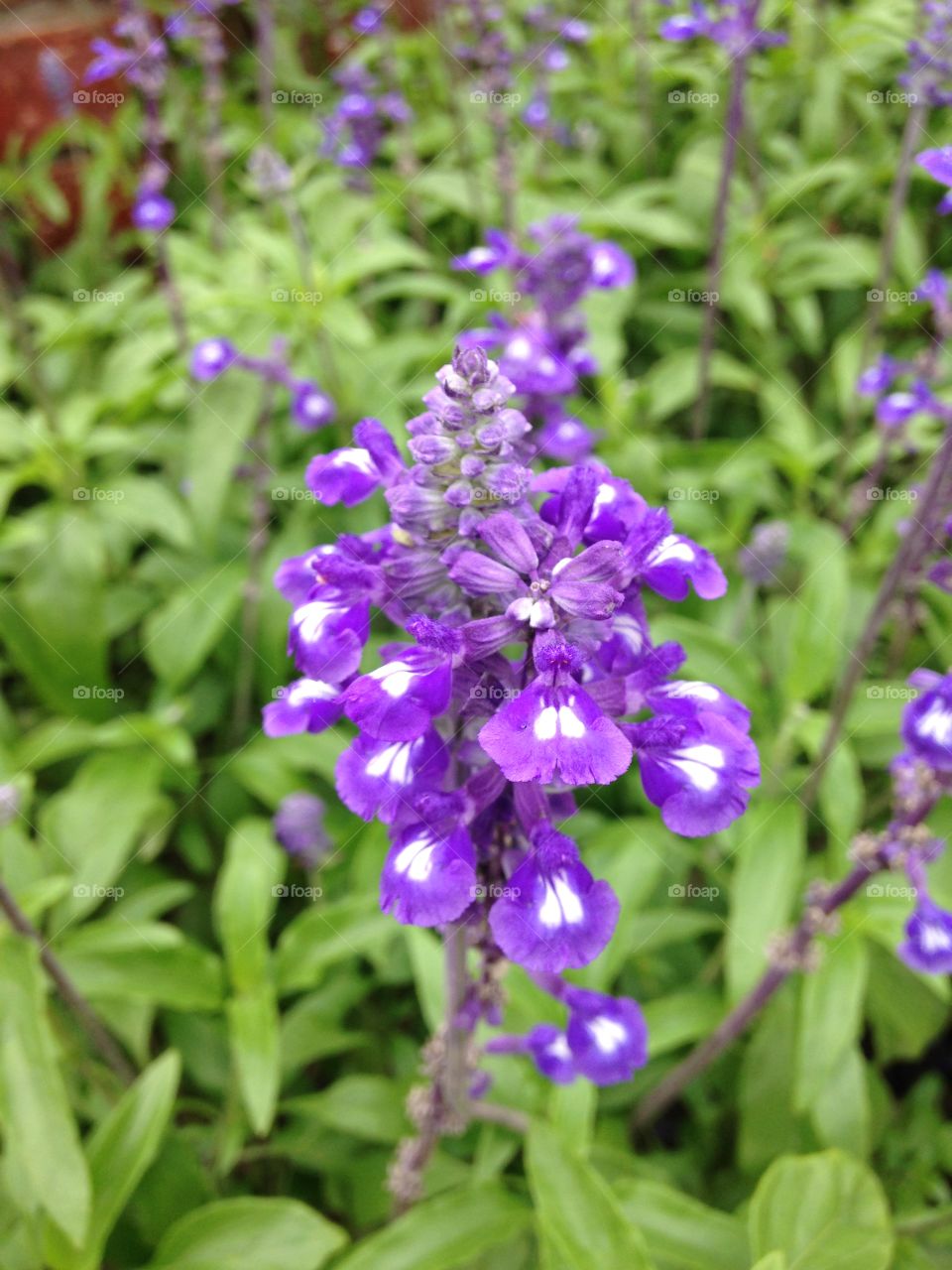 Purple majesty. Purple wildflower 