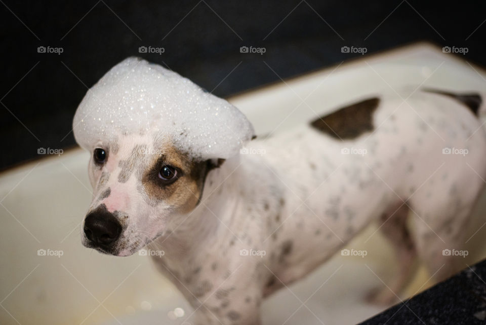 Close-up of wet dog