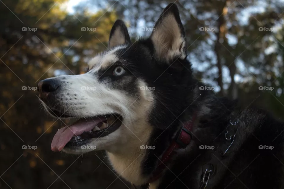 Dog, amazing hasky