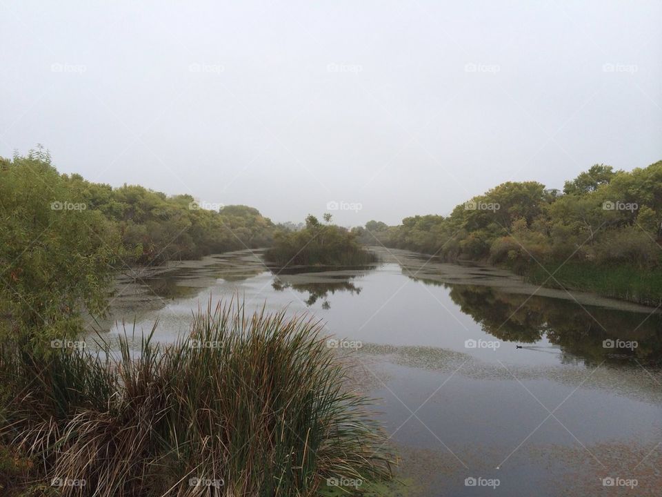 River bank in fog