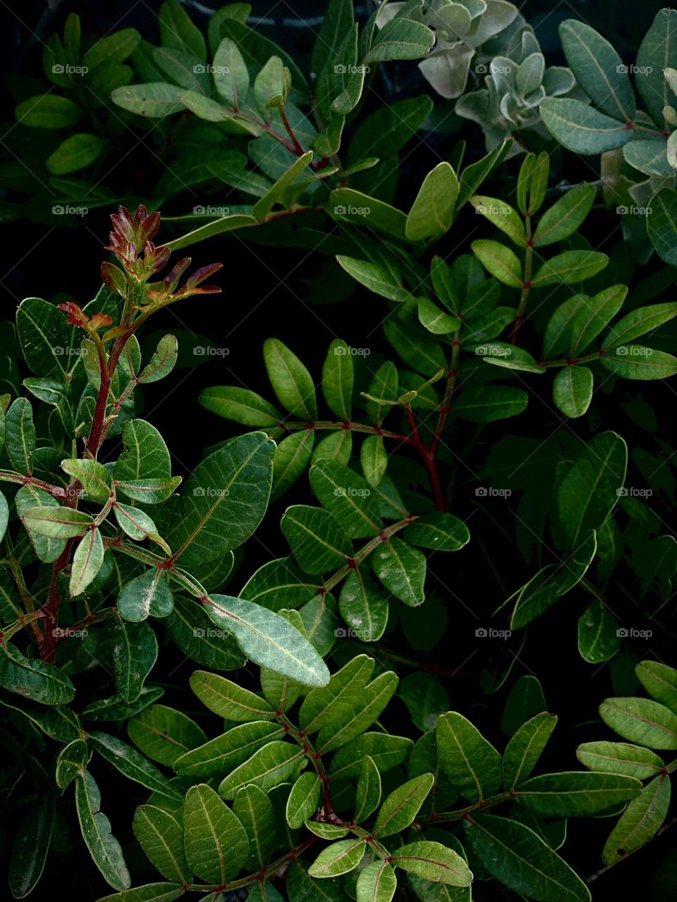 Green plants outside 