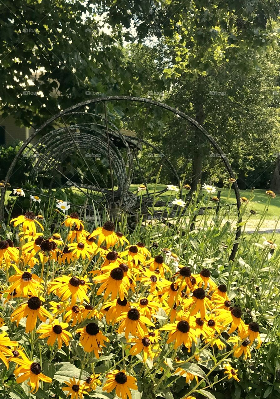 Cheery black eyed Susan’s enjoying the sun in front of some farm equipment