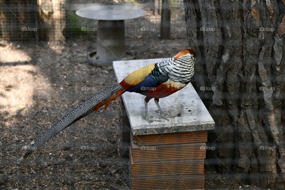 macho de hibrido de faisán dorado con faisán lady Amherst

golden pheasant hybrid male with pheasant lady Amherst