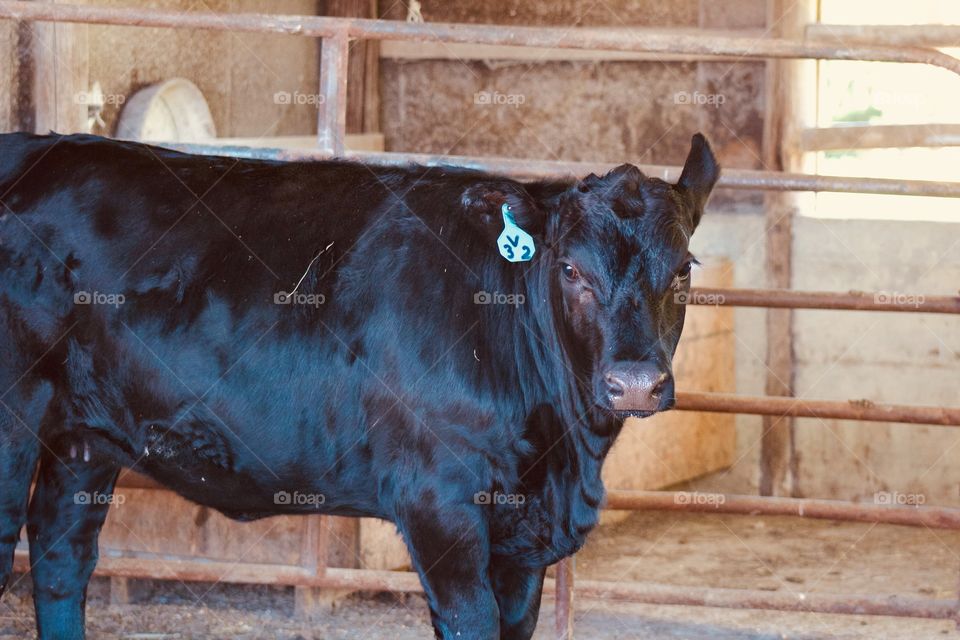 Side view of a black heifer, one ear raised,  standing in a barn next to a cattle panel 