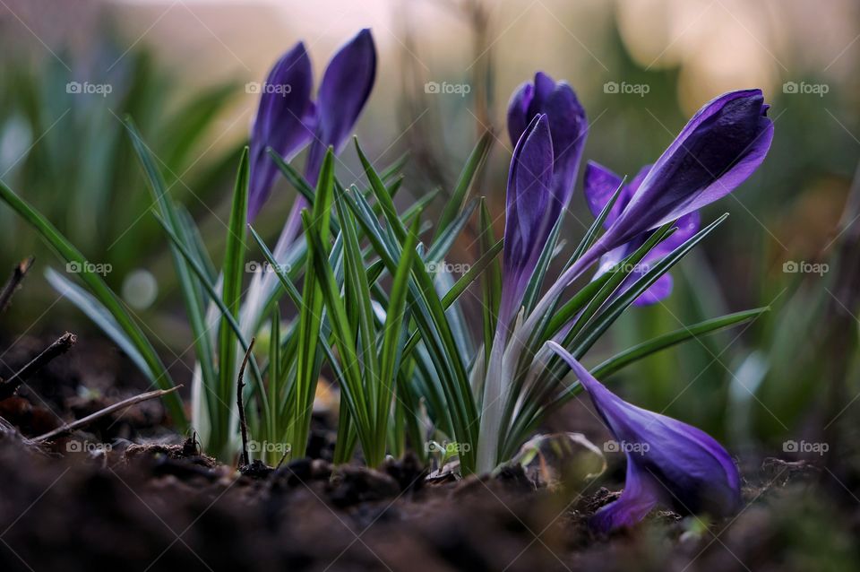 Crocus