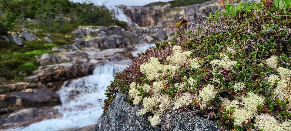 Beautiful yellow mountain moss