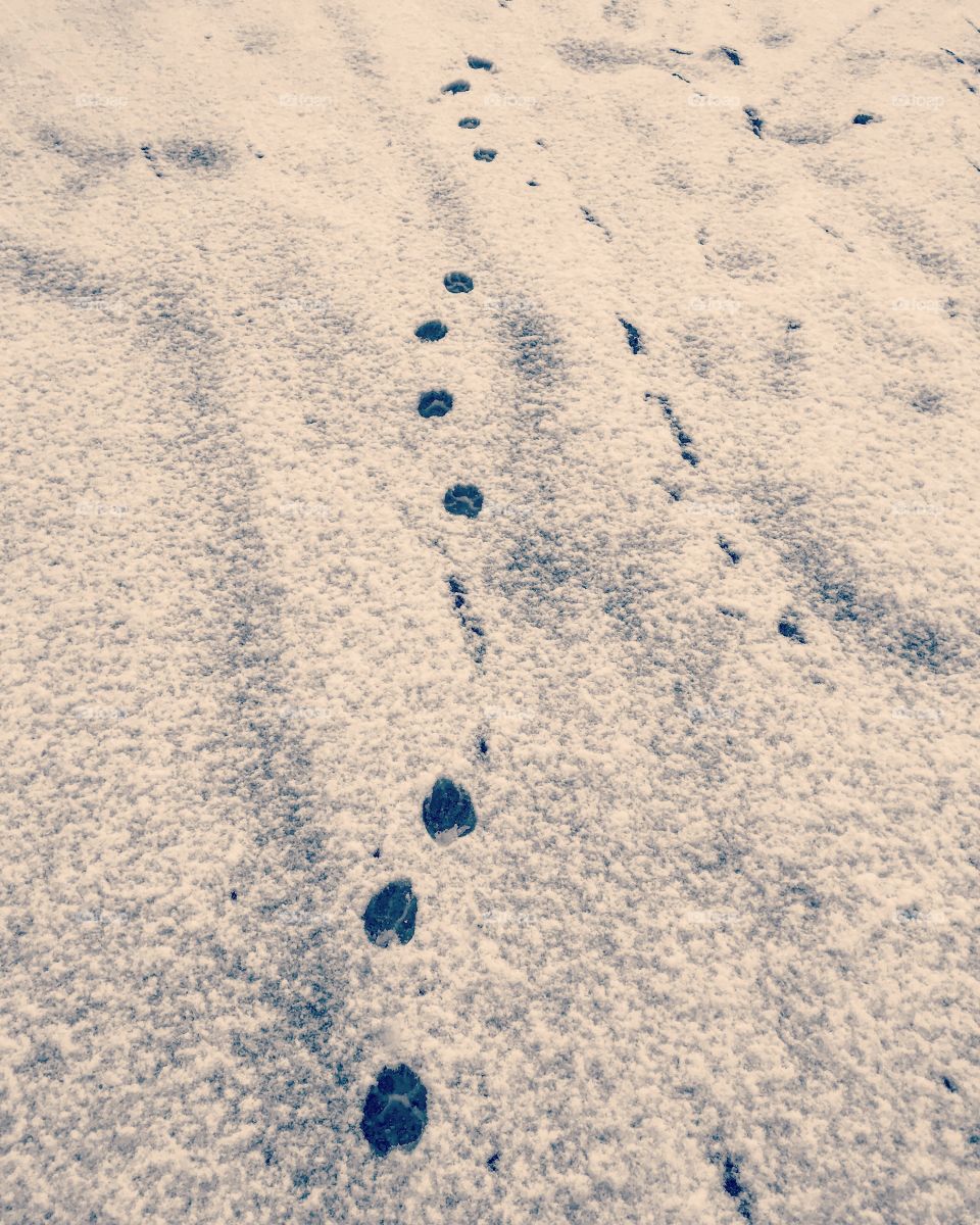 Paw prints in the snow 