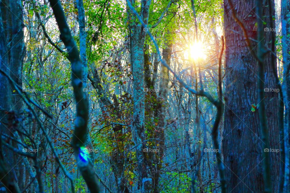 Sun through the branches 