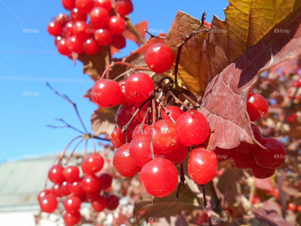 red berries blue sky view background autumn sign