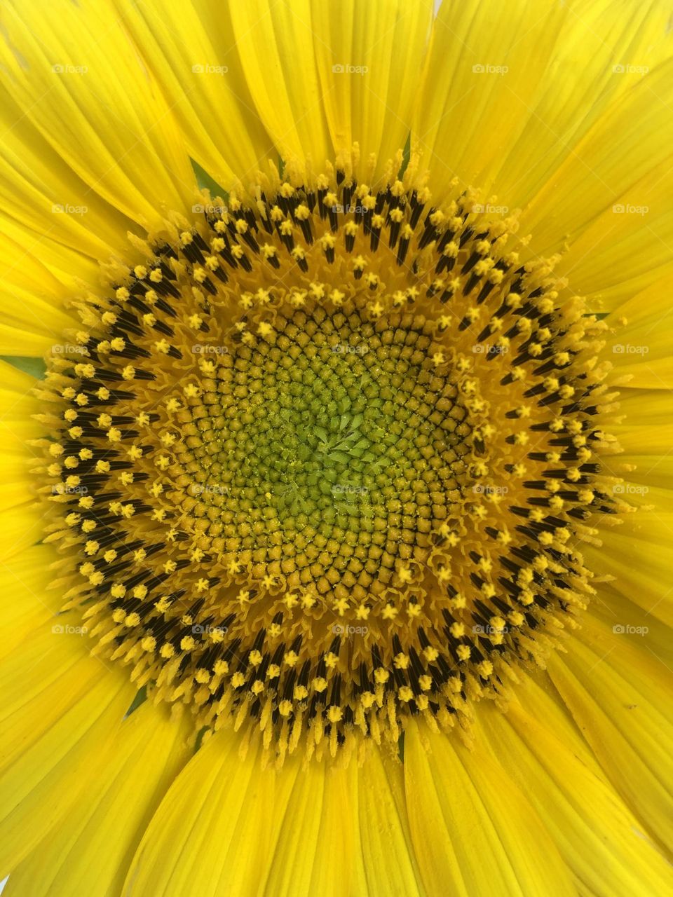 Sunflower close up
