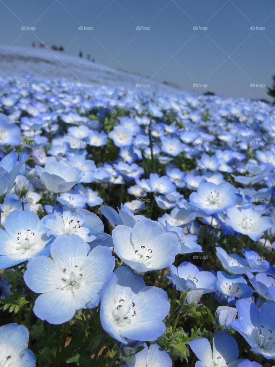 Enchanting Blooms: Abundance of Baby Blue Eyes 