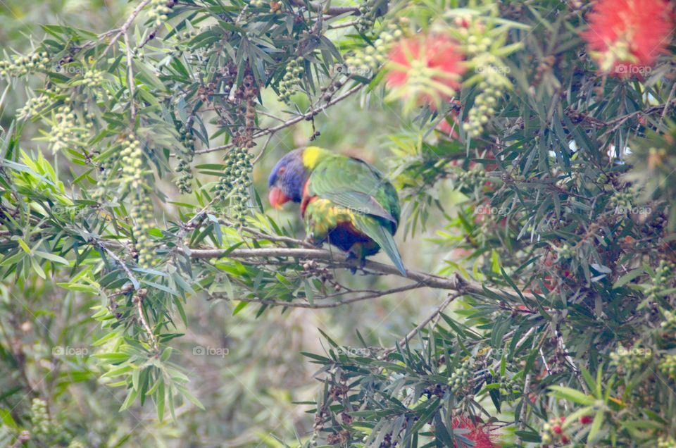Lorikeet on a tree with very tasty and juicy flowers 