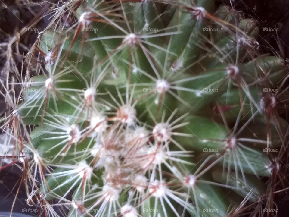 catus