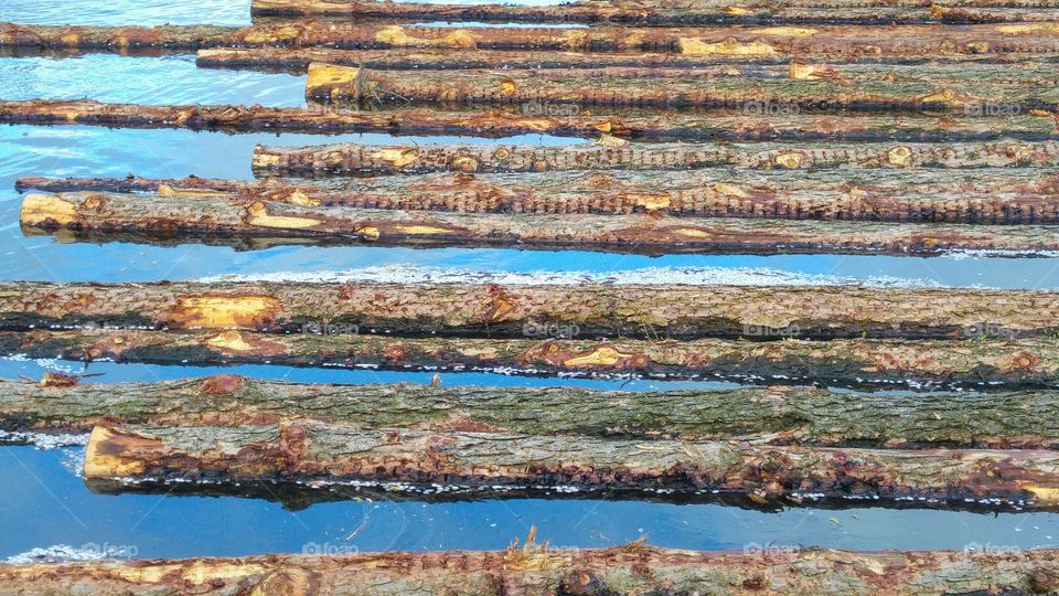 Tree trunks in the water near the wood saw mill