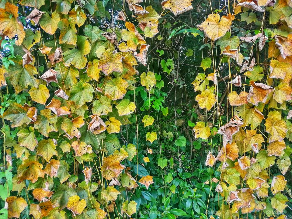 Beautiful Colorful leaves of wild grapes hang down.
The wild grape vine is truly a vining plant; this means it has no solid, upright trunk. This climbing, multi-stemmed vine can grow so well it can totally envelop bushes and trees.