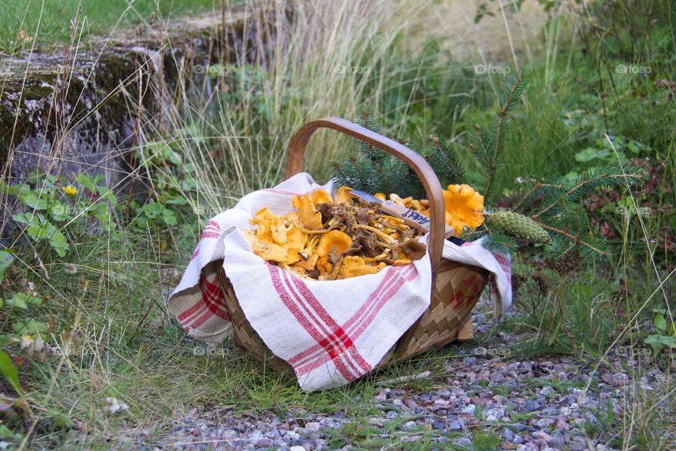 Chanterelles, mushrooms