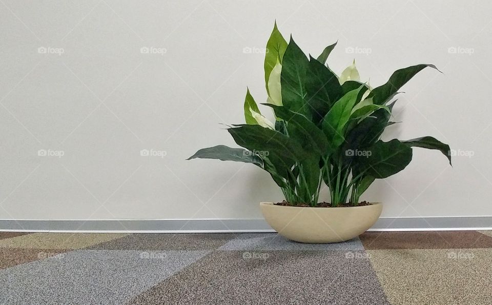 Potted plant on floor