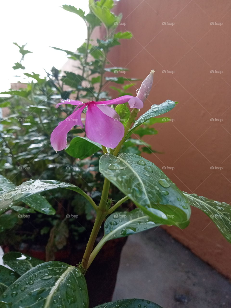 Raindrops on the leaves